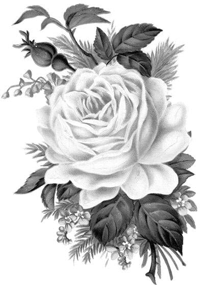 Rose Line Drawing Tattoo Hd, HD Png Download - kindpng